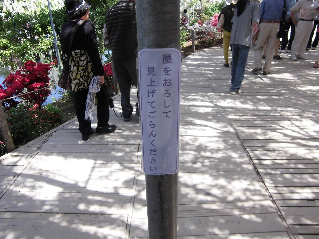 2015-5-2-ashikaga-flowerpark-0992