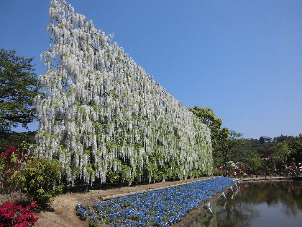 2015-5-2-ashikaga-flowerpark-0998