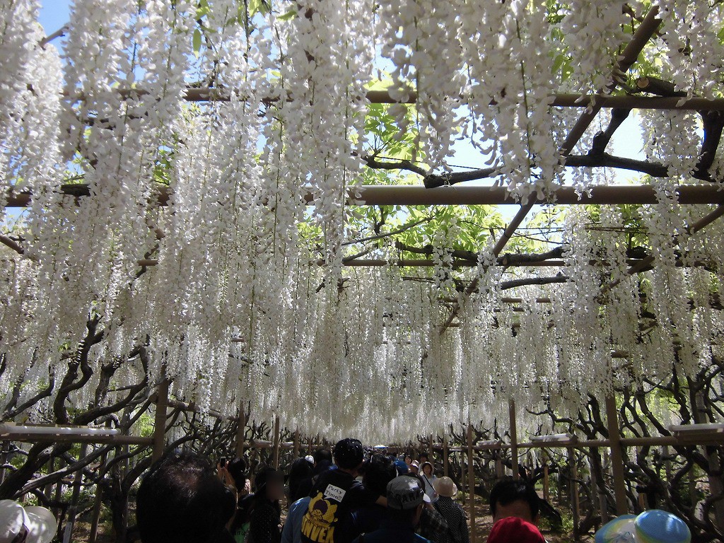 2015-5-2-ashikaga-flowerpark-1030